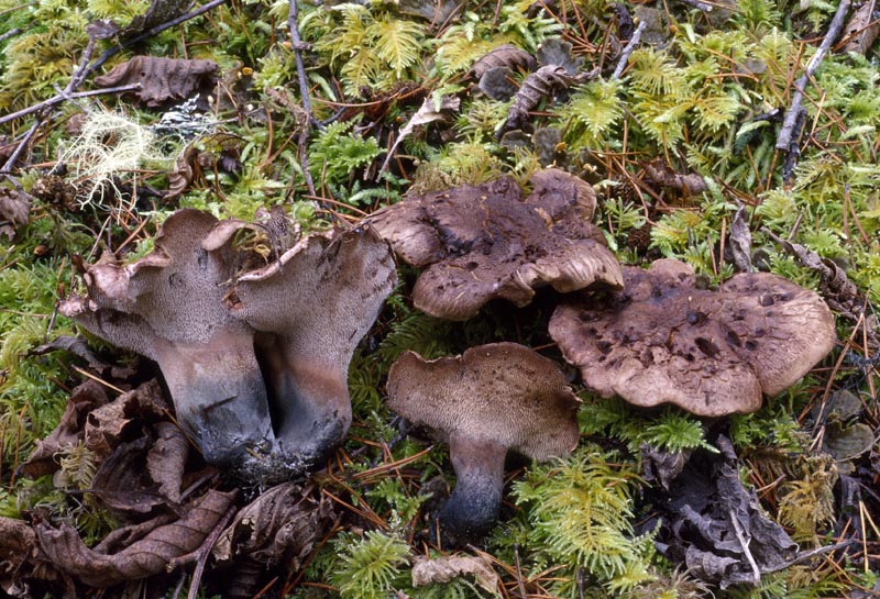 Sarcodon scabrosus